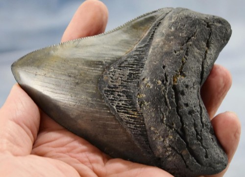 Megalodonte denti squalo - megalodonte, di