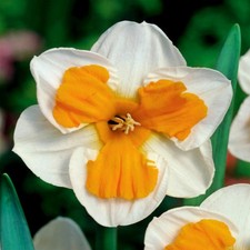 Narcisi bulbi di fiori cipolle fiori Narciso da collezione Tricollet 3 pz.