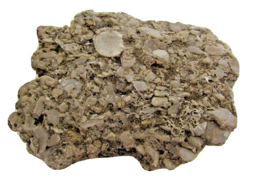 Conglomerato fossili del - di,