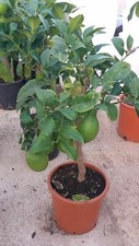 PIANTA DI LIMONE  4 QUATTRO