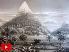 Trees of World plants 1874