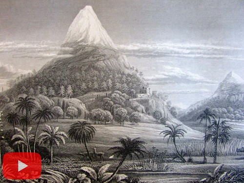 Alberi del mondo - mondo, piante
