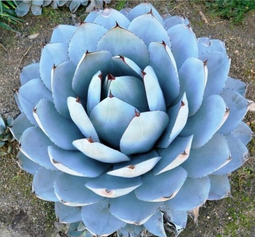 Agave parryi form blue - form,