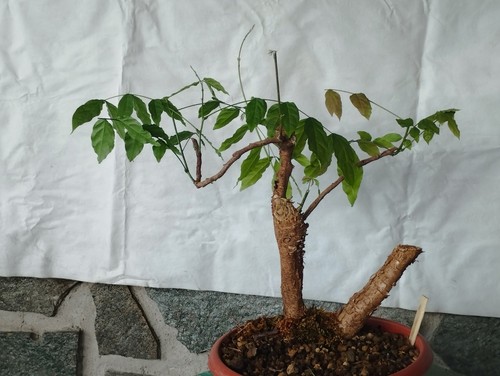 Bonsai glicine 35x34cm - glicine,