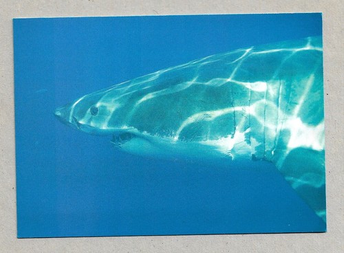 Pesce squalo cartolina - pesce,