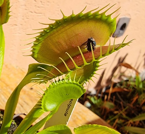 Dionaea muscipula giant - dionaea,