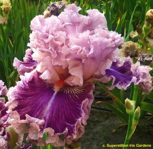 Iris just witchery - tb., witchery'