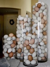 ❤️ 16 UOVA DI POLLO