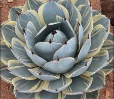 Agave Parryi Truncata