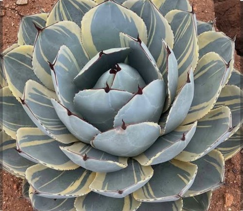 Agave parryi truncata - agave,