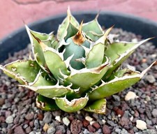 Agave titanota clone PANCOTTI 3BA -