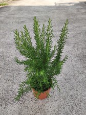 Una Pianta Rosmarino Eretto