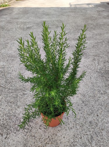 Superprezzo 1 pianta - superprezzo!!,