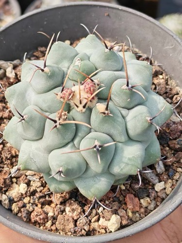 Pianta succulenta cactus