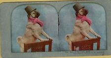 foto stereoscopica Stereoview Photos bob a real gay sport dog