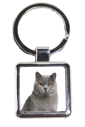 British shorthair cat - shorthair,