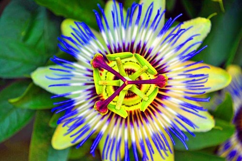 Blue passion flower - blue,