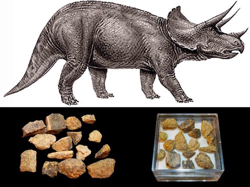 Triceratops dinosauro - triceratops,