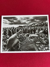 Sebastião Salgado - Saint Andrews Bay, South Georgia (Genesis, 2009)