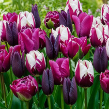 Bulbi Fiori Perenni Da Esterno