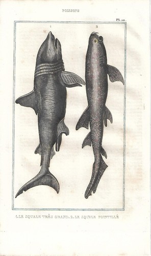 Stampa antica pesce - pesce, squalo