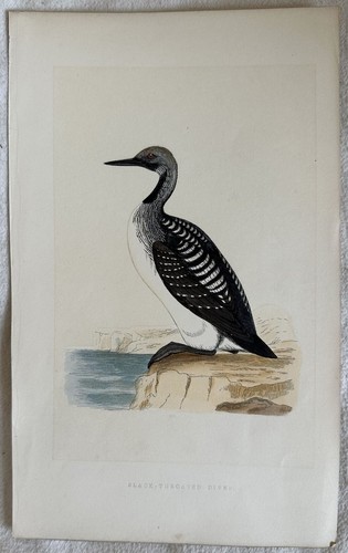 Morris black throated - morris, black-throated