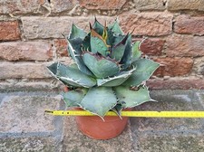 Agave titanota 20 cm, cactus