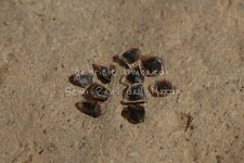 RED ALOE - ALOE FEROX, 10 SEMI