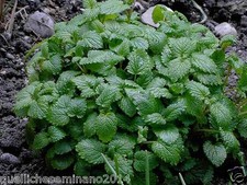 SEMI di  Melissa officinalis-