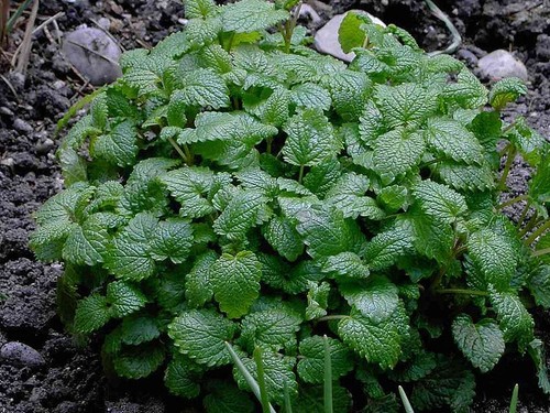 Semi melissa officinalis - semi,