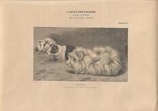 Stampa antica PORCELLINI D'INDIA Guinea Pigs Cobayes 1900 Antique print