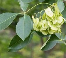 Ptelea trifoliata - Hoptree | cenere wafer