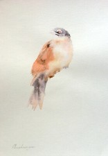 Bird,  Birds, Watercolor