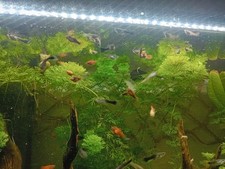 pesci guppy platy molly varie