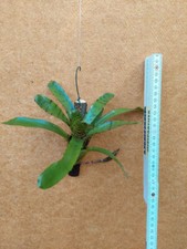 Neoregelia punctatissima