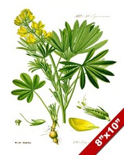 PIANTA FIORE DI LUPINO GIALLO