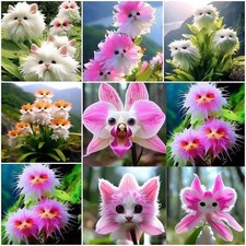 100 pezzi raro viso di gatto orchidea semi Dracula carino Simia giardino pianta fiori decorazione