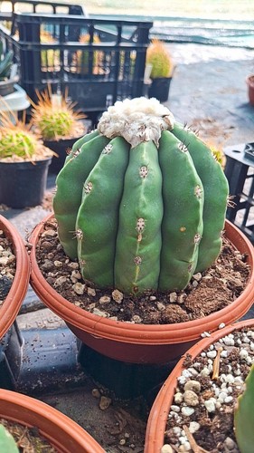Melocactus maxonii inermis