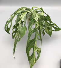 Grande Monstera adansonii