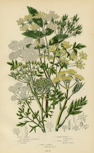 Stampa botanica antica 1899 - botanica,