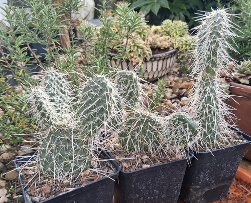 Opuntia polyacantha - , v