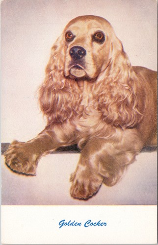 Cartolina golden cocker - cartolina,