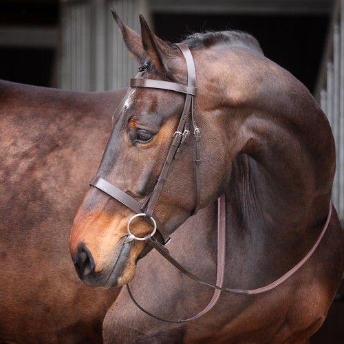 Briglia semplice shires - briglia,