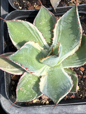 Rara Agave bovicoruta