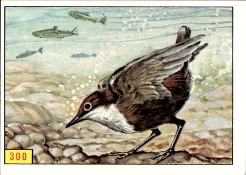 Figurina uccelli panini - figurina, ed.panini