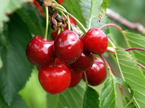 Semi ciliegio cherry - semi,