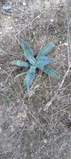 Agave Ovatifolia Frosty Blue Whale's Tongue succulenta