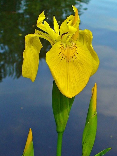 Iris giallo giaggiolo palustre - iris,