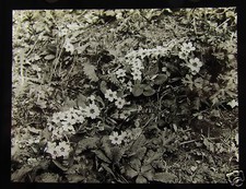 Glass Magic Lantern Slide