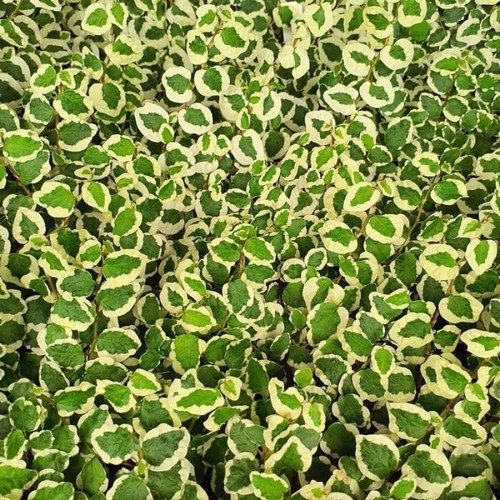 40pz pianta ficus pumila - pianta,